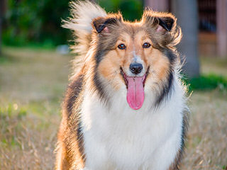 Shelties of Texas - Dog and Puppy Pictures