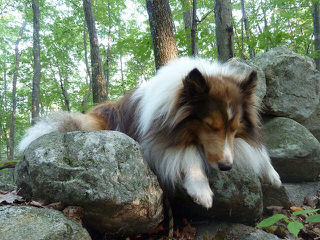 Sheltie Puppies - Dog and Puppy Pictures