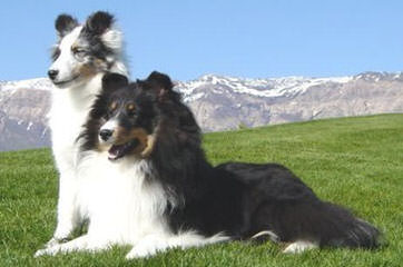 Morrow Shelties – Shetland Sheepdog - Dog Breeders