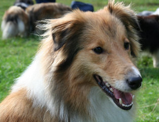 Shetland Sheep Puppies - Dog Breeders