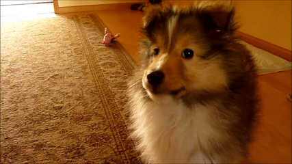 Morrow Shelties – Shetland Sheepdog - Dog Breeders