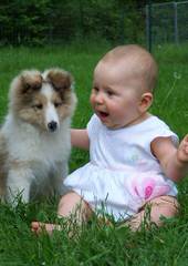 A&C Sheltie kennel - Dog Breeders