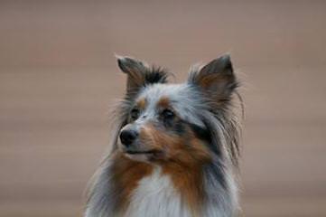 Shelties of Texas - Dog Breeders