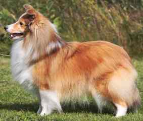 A&C Sheltie kennel - Dog Breeders