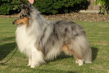 Blue Destiny Shelties - Dog and Puppy Pictures