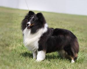 BellaRose Shelties - Dog and Puppy Pictures