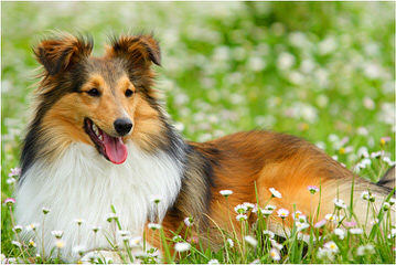 Akc Sheltie-Price Reduced! - Dog Breeders