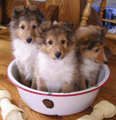 Angelic Shelties - Dog and Puppy Pictures