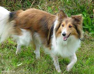 Shetland Sheepdog - Dog Breeders