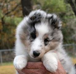 Shetland Sheepdog - Dog and Puppy Pictures