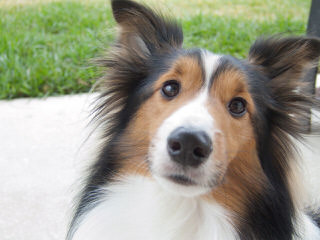 Sheltie Pups - Dog and Puppy Pictures