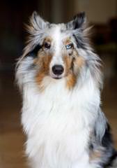 Shelties of Texas - Dog Breeders