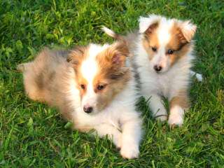 Shelties - Dog and Puppy Pictures