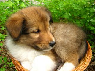 A&C Sheltie kennel - Dog and Puppy Pictures