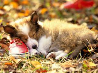 Shelties of Texas - Dog Breeders