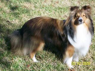 Shetland Sheep Puppies - Dog Breeders