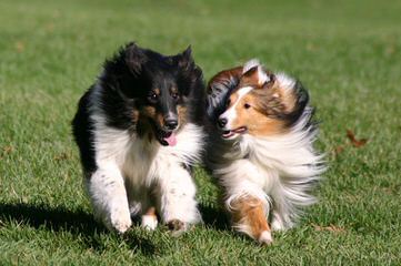 Sheltie Puppies - Dog Breeders