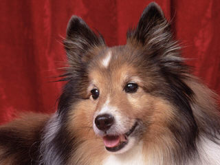 Fox Point Farm Toy Shelties and Poshies - Dog Breeders