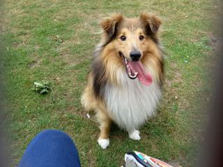BellaRose Shelties - Dog and Puppy Pictures