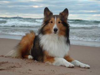 A&C Sheltie kennel - Dog Breeders