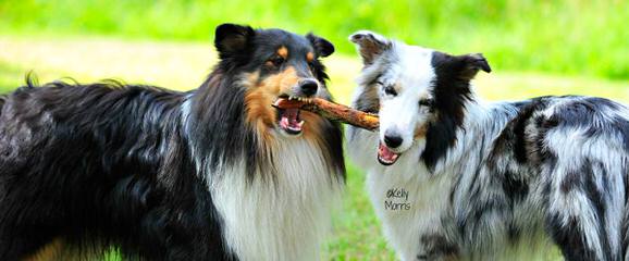 Sheltie Pups - Dog Breeders