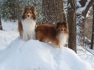 Shetland Sheepdog - Dog Breeders