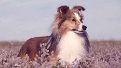 Wyndeway Shetland Sheepdogs - Dog Breeders