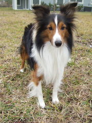 BellaRose Shelties - Dog Breeders