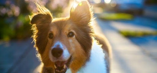 Shetland Sheep Puppies - Dog Breeders