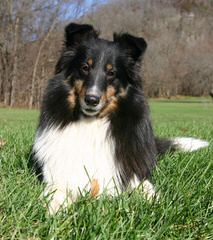 Pembroke Welsh Corgis - Dog Breeders