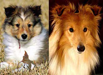 Sunridge Shelties - Dog Breeders