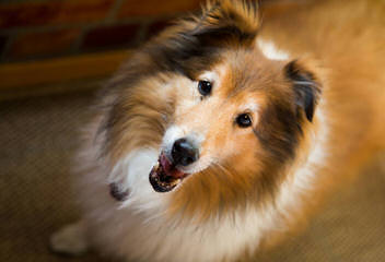 Morrow Shelties – Shetland Sheepdog - Dog Breeders