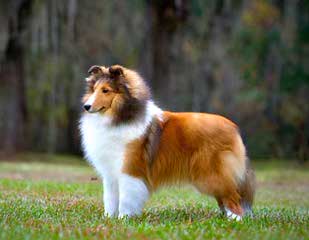 Akc Registered Sheltie Puppies For Sale - Dog and Puppy Pictures