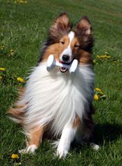 Crittersplus Shelties, Yorkies And Labradors - Dog Breeders