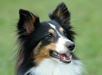 Wyndeway Shetland Sheepdogs - Dog and Puppy Pictures