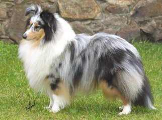 Shelties Pups For Sale - Dog Breeders