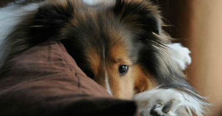 Shelties For Sale – P/F/S - Dog Breeders