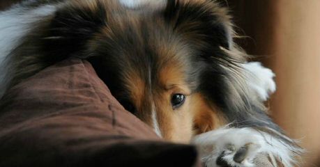 Akc Sheltie-Price Reduced! - Dog Breeders