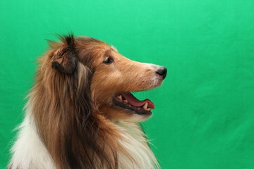 Sheltie Sweethearts - Dog and Puppy Pictures