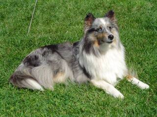 Akc Sheltie-Price Reduced! - Dog Breeders