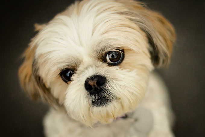 Shih Tzu Dogs and Puppies
