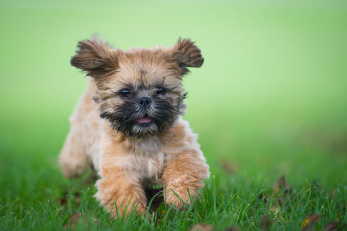 Shih Tzu Dogs and Puppies