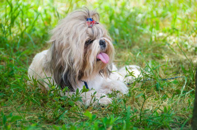 Shih Tzu Dogs and Puppies