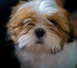 Shannon’s shih tzu - Dog and Puppy Pictures