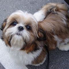 Amazing Shih-Tzu’s - Dog and Puppy Pictures