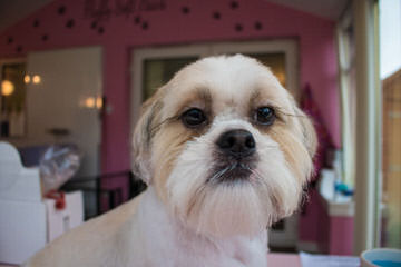 Corrine’s shih tzu’s - Dog and Puppy Pictures