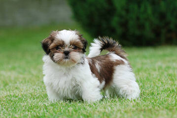 Crossing My Shih Tzu - Dog and Puppy Pictures