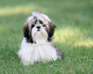 Purebred Male Shih Tzu Available $500 - Dog Breeders