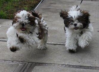 Crossing My Shih Tzu - Dog and Puppy Pictures