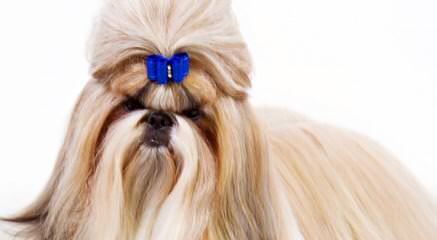 Chenille Shih Tzu - Dog Breeders